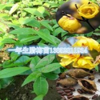 優(yōu)質(zhì)素心臘梅苗一年生苗木大量供應(yīng)