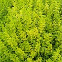 青州金葉女貞價格