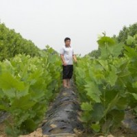 濟寧法桐 濟寧法桐小苗 濟寧白蠟小苗 濟寧國槐小苗