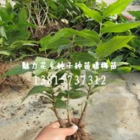 一年生臘梅小苗批發(fā)買臘梅苗嗎?來找陳雪蓮吧