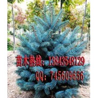 藍(lán)杉 藍(lán)杉苗 藍(lán)杉小苗 藍(lán)杉苗木 藍(lán)杉樹苗 治理霧霾 美化環(huán)境