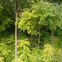 大量供應(yīng)香花槐、龍柏