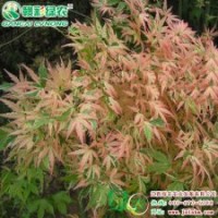 日本紅楓蝴蝶楓 蝴蝶般美麗的紅楓樹 買了不吃虧 不買絕對后悔