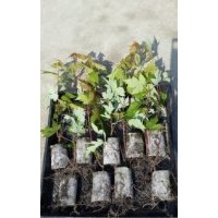 美國(guó)紅楓紅點(diǎn)紅楓價(jià)格