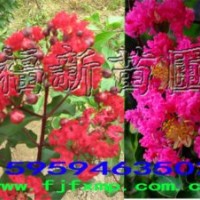 紅火箭紫薇苗 美國(guó)紅火箭苗 紅火球紫薇苗