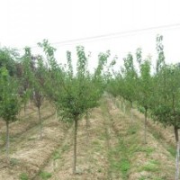 紅梅價格_紅梅的栽培方法介紹