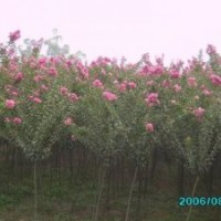 紫薇樹_紫薇樹價格_紫薇樹栽培