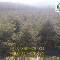 甘肅云杉定西云杉