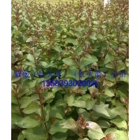 銷售；紫薇（紅火球，紅火箭）