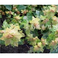 供應紅點紅楓小苗