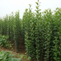 大葉女貞，香花槐，紫薇小苗直銷(xiāo)