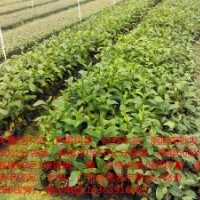 低價批發(fā)20萬棵紅桂木苗（狗果樹苗，狗卵子樹苗，胭脂苗）