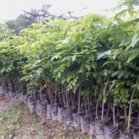 供應(yīng)20萬黃花梨造林苗