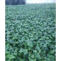 綠化苗木 金葉薯,常春藤,微型月季