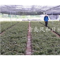 供應美國秋火焰秋紅楓扦插苗