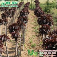 紅葉壽星桃 綠化苗木 紅葉壽星桃小苗供應(yīng)批發(fā)零售