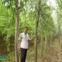 山東速生柳小苗哪個(gè)基地的成活率高？