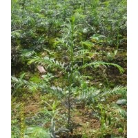 供應紅豆杉樹苗30公分高