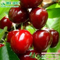 云南朱砂紅 櫻桃小苗 果樹小苗 云南朱砂紅櫻桃供應(yīng)包存活