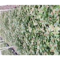 供應紅點紅楓小苗