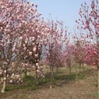 供應(yīng)紫葉李女貞白玉蘭國(guó)槐白蠟等綠化苗木