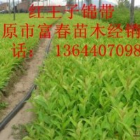 供應開原紅王子錦帶小苗|東北紅王子錦帶基地價格哪里買