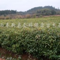 江西香樟|江西香樟苗價格|江西香樟苗基地