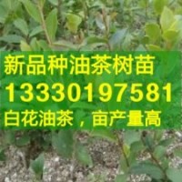 油茶投資成本效益報告,安徽油茶苗,油茶樹苗價格