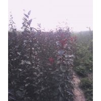 山西西府海棠@西府海棠批發(fā)榆葉梅