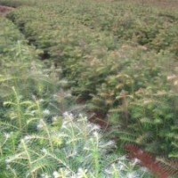 江西供應(yīng)紅豆杉大小苗盆景小苗，桂花基地，江西青楓苗多，江西紫