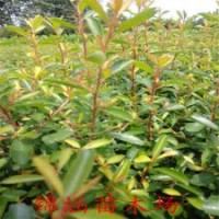 觀賞2年掛果火棘小苗價格江蘇火棘苗大量供應(yīng)