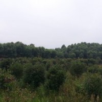 江西九江--楊梅基地