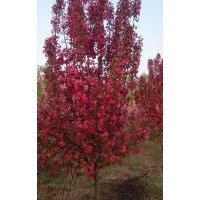 大量紫葉矮櫻，中華太陽(yáng)李，榆葉梅，營(yíng)養(yǎng)杯50公分高矮接金葉榆