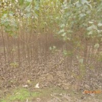 速生楊的扦插方法