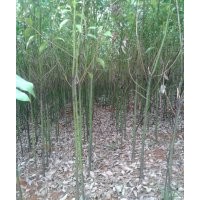 1-2公分重陽木，杜英，香樟，烏桕