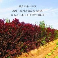 太陽李 定州太陽李