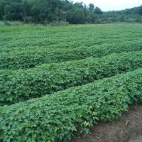 批發(fā)重陽木小苗、一年生重陽木小苗價格、重陽木價格