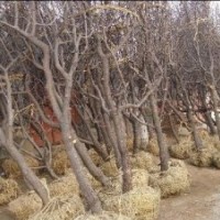 哪里有棗樹(shù)苗，哪里賣棗苗，棗豐棗苗，棗樹(shù)苗