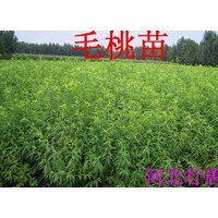河北桃樹苗 河北毛桃苗