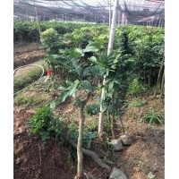 福建哪里有果樹苗|福建哪有果樹苗|福建果樹苗