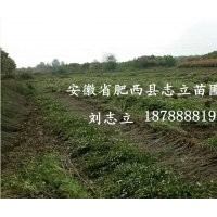 安徽 大葉女貞小苗500萬(wàn)棵供應(yīng)商