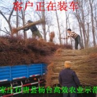 石家莊苗木基地中華太陽李、紅葉李、紫葉矮櫻