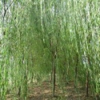 山東速生國槐樹苗價格6-10公分多少錢一顆