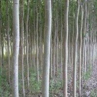 出售銀中楊樹苗，銀中楊種苗