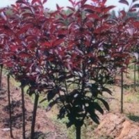 山西運城中華太陽李