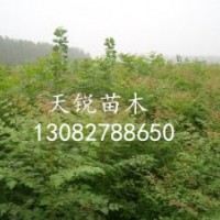 出售北欒小苗，大量北欒小苗供應(yīng)商