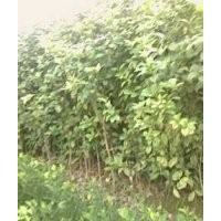 供應(yīng)綠化苗