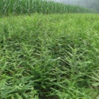 皂角苗批發(fā)價格