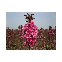 供應(yīng)白蘭地海棠、皇家雨點(diǎn)海棠、王族海棠