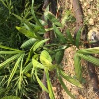 低價(jià)供應(yīng)棕竹小苗和球規(guī)格在15-70cm全袋苗